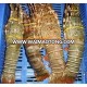 FRESH FROZEN LOBSTER/Frozen Seafoods