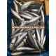 Frozen Chinese Pacific Mackerel