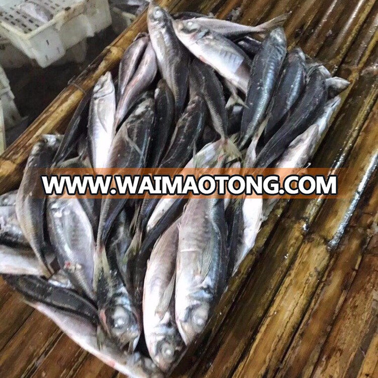 Frozen Horse Mackerel,Pacific Mackerel,Big Eye Scad Mackerel