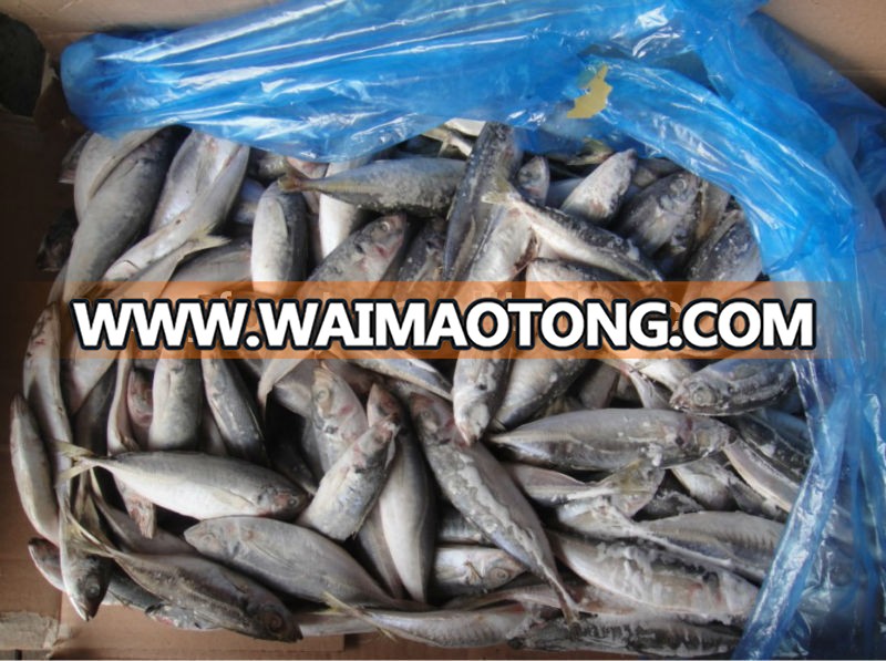 Light Catch IQF Frozen Round Scad Fish with all size and Grade A Quality